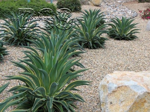 Water-wise Designs