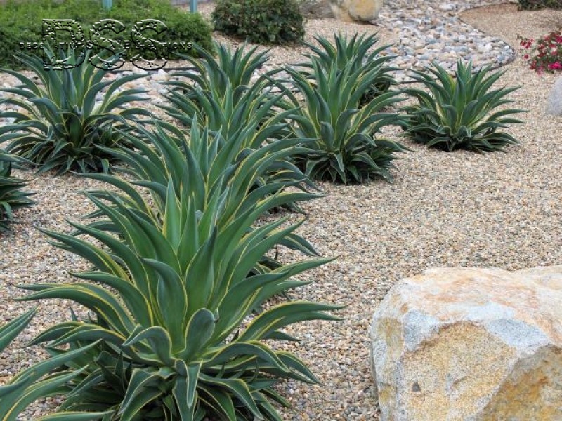 Water-wise Designs