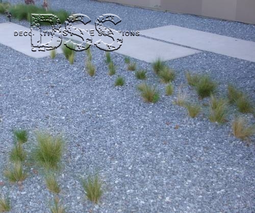 Venice Front Yard