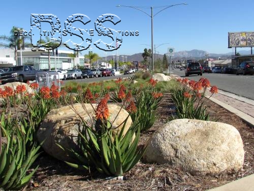 El Cajon Blvd Medians